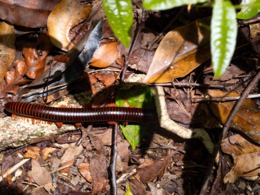 The Malagasy fire millipede genus Aphistogoniulus has a jointed body and a hundred stalks. Sakalava, Madagascar