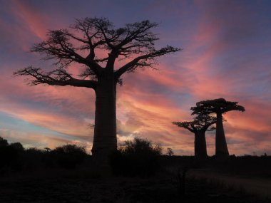 Sunset in the popular baobab alle. Adansonia grandidieri. Kivalo Est, Madagascar