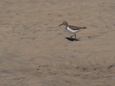 Common sandpiper, Actitis hypoleucos, picking insects from river bank, Kivalo, Madagascar.
