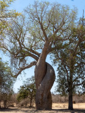 Decken's Sifaka, i, sits high in the branches and feeds on leaves. Cing Bemaraha. Madagascar