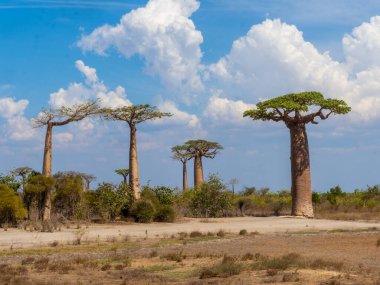 Decken's Sifaka, i, sits high in the branches and feeds on leaves. Cing Bemaraha. Madagascar