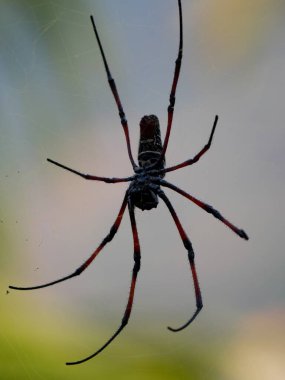 The large spider Trichonephila inura catches insects in its webs. Madagascar wildlife