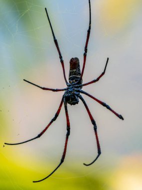 The large spider Trichonephila inura catches insects in its webs. Madagascar wildlife