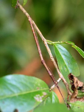 The grasshopper is on an unrecognizable branch. Madagascar