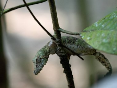 The Mossy leaf-tailed gecko, Uroplatus sikorae, has camouflage coloration and a large flat tail. Ranomafrana. Madagascar