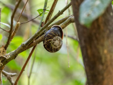 A small snail in a shell on a tree branch. Ranomafana. Madagascar