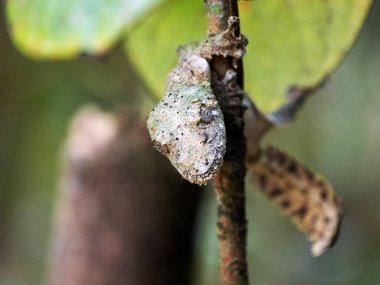 The Mossy leaf-tailed gecko, Uroplatus sikorae, has camouflage coloration and a large flat tail. Ranomafrana. Madagascar