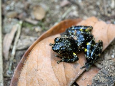 Beautiful frog, Mantidactylus lugubris. He is sitting on a wet stone by the water. Ranomafana National Park. Madagascar