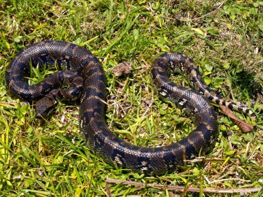 Madagascar tree boa, Sanzinia m. volontany, lying in the grass. Ranomafana National Park. Madagascar clipart