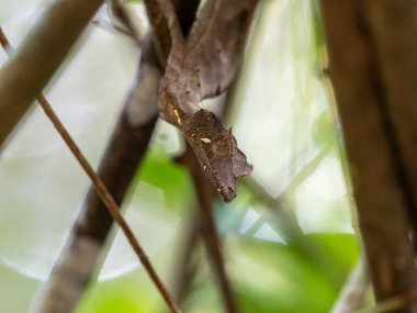 The Satanic leaf-tailed gecko, Uroplatus phantasticus, has a truly fantastic appearance. Ranomafana National Park. Madagascar wildlife