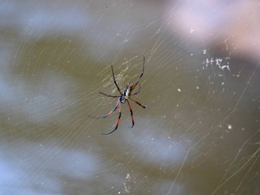 The large spider Trichonephila inura catches insects in its webs. Madagascar wildlife