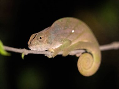 Blue-legged chameleon, Calumma crypticum,  commonly known as the cryptic chameleon or blue-legged chameleon, species of endemic chameleon, Ranomafana National Park. Madagascar wildlife animal