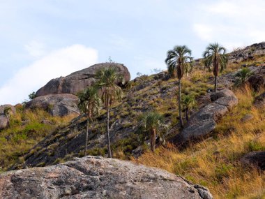 Endemic palm, Ravenea glauca Andringitra National Park. Madagascar.