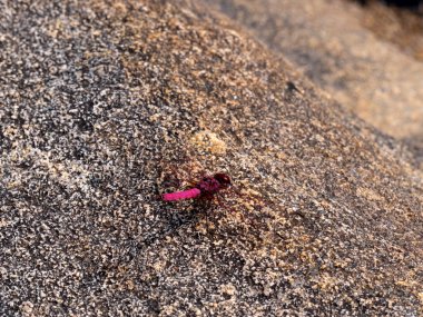 A beautiful red dragonfly sits on a large boulder in Andringitra National Park. Madagascar.
