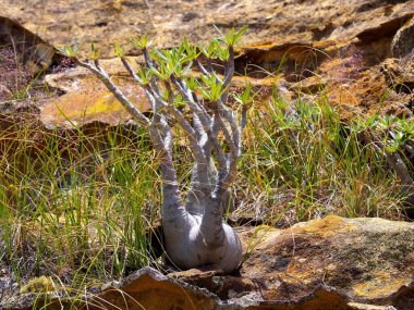 A beautiful Pachypodium is grown into a small rock Antsirabe, wild nature of Madagascar.