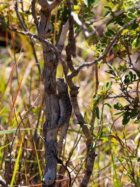 Madagascan collared, Oplurus cuvieri, sits hidden in the branches of a tree. Madagascar.