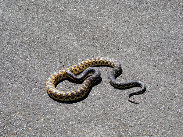 stock image Madagascar Giant Hognose, Leioheterodon madagascariensis, carelessly basks on an asphalt road. Madagascar.