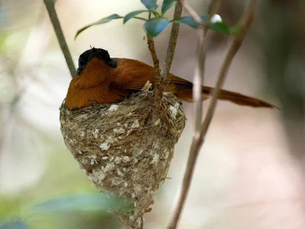 A female Malagasy Paradise Flycatcher, Terpsiphone mutata, warms the young on the nest. N.P Zobitse Uhibasia, Madagascar.