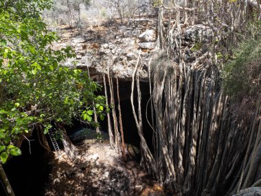 The massive Ficus grevei, with its roots, grows so that it forms a small forest. Tsimanampetsotsa national park. Madagascar