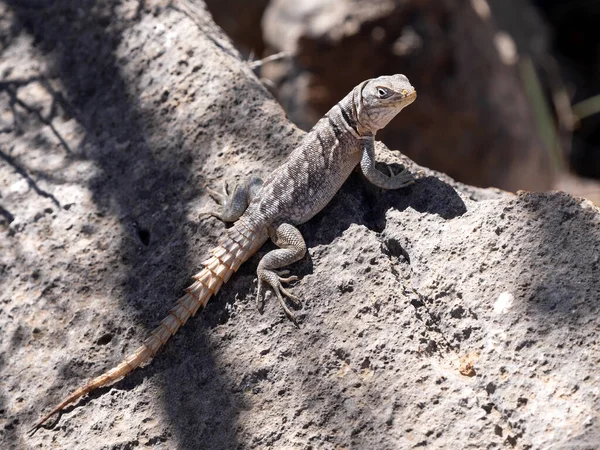 stock image Madagascan collared iguana, Oplurus cuvieri, sits on the trunk of a bush tree. Tsimanampetsotsa national park. Madagascar