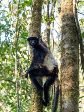 Milne-Edwards sifaka, Propithecus Edwardsi Sitting on a tree and observing the surroundings. Ranomafana, wild Madagascar