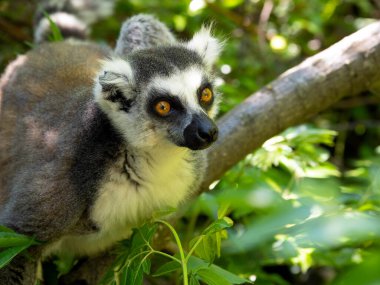 Ring-tailed Lemur, Lemur catta, resting on a tree with its tail down. Ranomafana, Madagascar