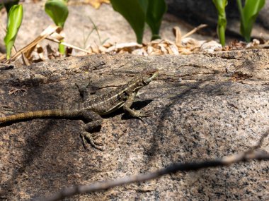 Grandidier's Madagascar swift, Oplurus grandidieri, sitting on a large rock. Andringitra National Park. Madagascar