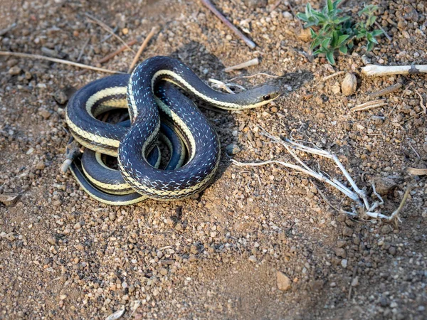 Slender Snake Thamnosophis Epistibes Coiled Ground Immagini Stock Royalty Free