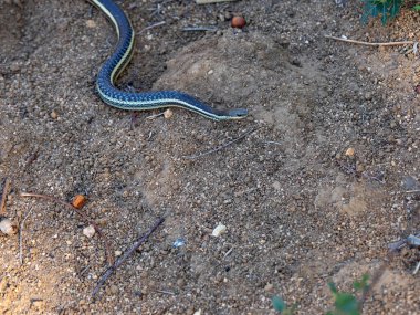 A slender snake, Thamnosophis epistibes, crawls along the groun