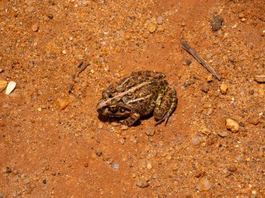 The Mascarene grass frog, Ptychadena mascareniensis, sits on the ground and blends in with its surroundings. Ambalavao, Madagascar