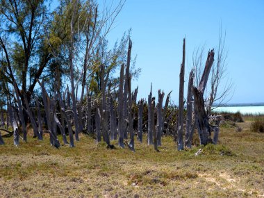 Dry trees on the shore of Lake Tsimanampetsotsa. Madagascar.