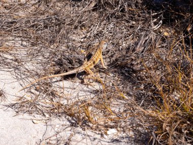 Grandidier's Madagascar swift, Oplurus grandidieri, sits on the edge of a bush. Tsimanampetsotsa national park. Madagascar