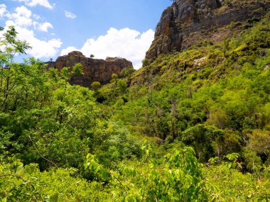 Densely forested bush hills in Isalo, Madagascar