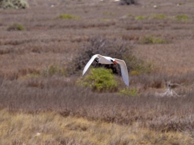 Red-tailed Tropicbird, Phaethon Rubricauda, nesting on the island of Nosy Ve, Fograph is most often in flight. Nosi Ve. Madagascar.