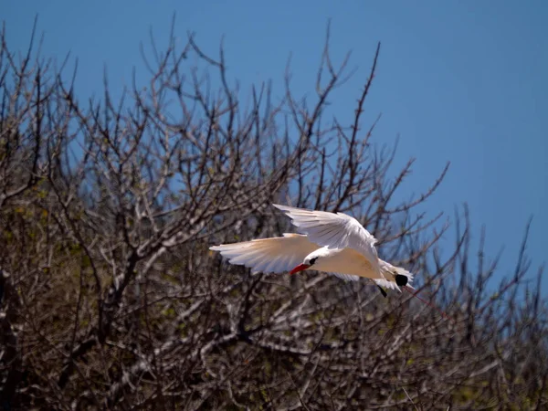 Rödstjärtade Tropikfåglar Phaeton Rubricauda Landar Buske Nosi Madagaskar — Stockfoto