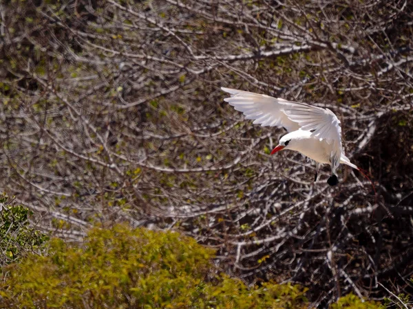 Краснохвостые Тропические Птицы Фаэтон Рубрикауда Приземляющийся Куст Нози Мадагаскар — стоковое фото