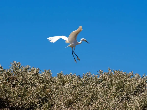 Two Little Egrets Egretta Garzetta Dimorph — 图库照片