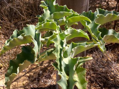 Special stiff green leaves, tropical plants. Anakao. Madagascar