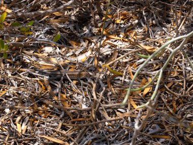Malagasy keeled plated lizard, Tracheloptychus madagascariensis