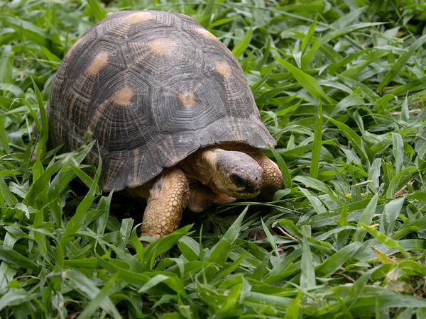 Radiated Tortoise Astrochelys Radiata Grazes Green Grass Arboretum Antsokay Madagascar — Foto de Stock