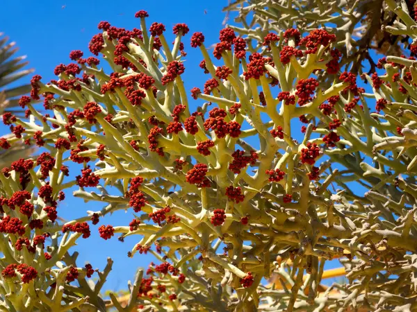 Large Number Strange Red Tropical Fruits Tree Anakao Madagascar — стокове фото