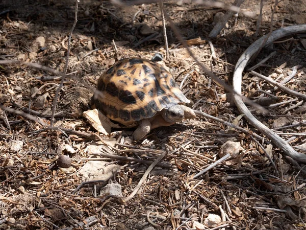 Spider Tortoise Pyxis Arachoides Moves Slowly Ground Anakao Madagascar — Foto de Stock