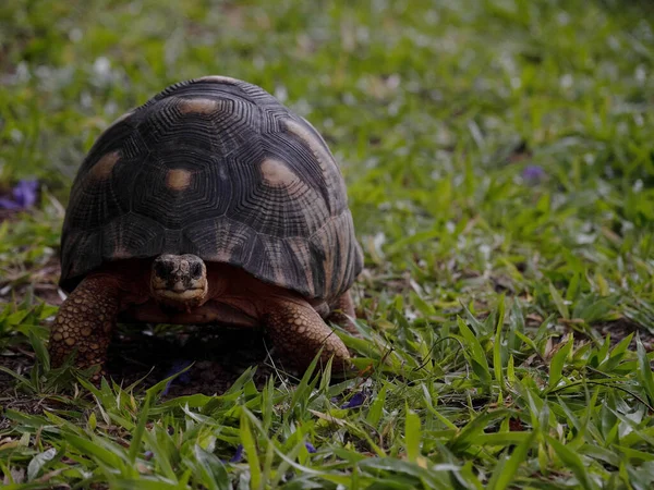 Eine Strahlenschildkröte Astrochelys Radiata Weidet Auf Grünem Gras Arboretum Antsokay — Stockfoto