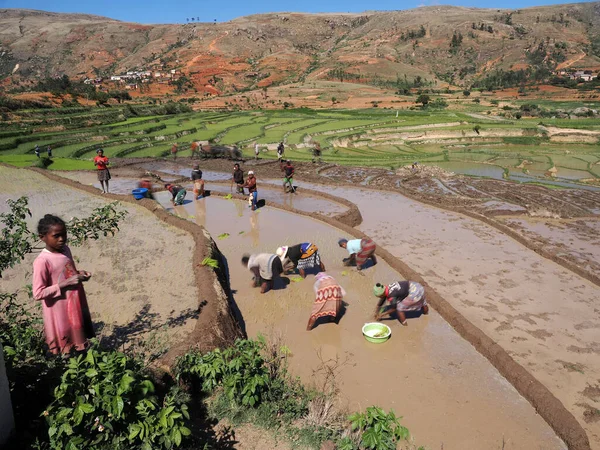 stock image MADAGASCAR - NOVEMBER 25, 2022: Women plant rice seedlings in a field field. November 25, 2022 Madagascar