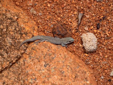 Küçük bir kertenkele, Lygodactylus tüberosus, kırmızı bir taşın üzerinde oturuyor.