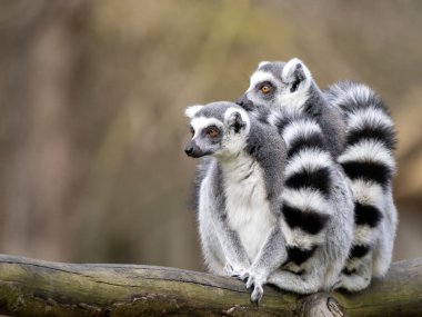 İki dişi halka kuyruklu Lemur, Lemur catta, bir sandığa oturur ve etrafa bakarlar..