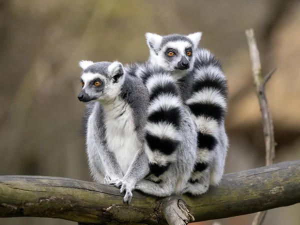 Zwei Lemurenweibchen Lemurenkatze Sitzen Auf Einem Stamm Und Schauen Sich — Stockfoto