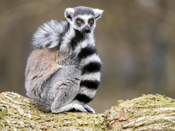 Weibliche Ringschwanzlemuren Lemurenkatze Sitzen Auf Einem Stamm Und Schauen Sich — Stockfoto