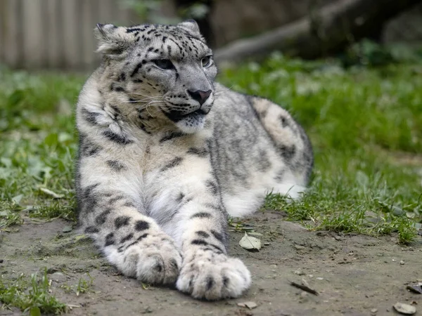 Léopard Des Neiges Mâle Panthera Uncia Ment Observe Les Environs — Photo