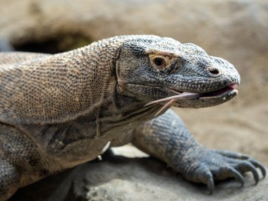 Komodo ejderhası, Varanus komodoensis, çevreyi diliyle keşfeder ve yiyecek arar.